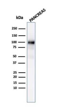 GP2 Antibody (GP2/3134R) - Azide and BSA Free, Novus Biologicals 100 &mu;g;